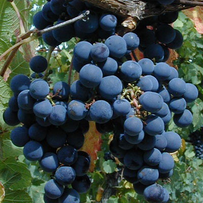 Vitis labrusca 'Concord'