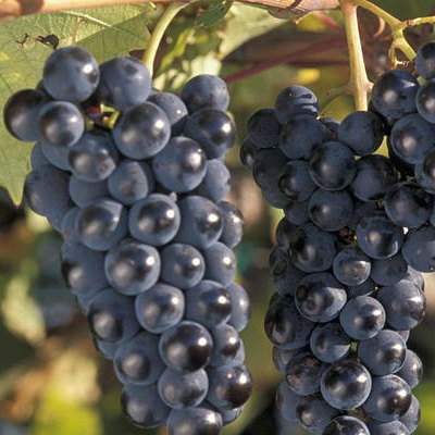 Vitis 'Marquette'