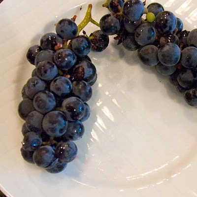 Vitis 'Valiant'