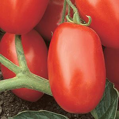 Tomato 'Viva Italia'