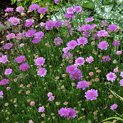 Scabiosa x 'Vivid Violet'