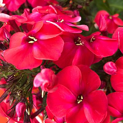 Phlox p. 'Volcano Lipstick'