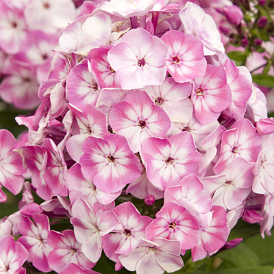 Phlox p. 'Volcano Pink with White Eye'