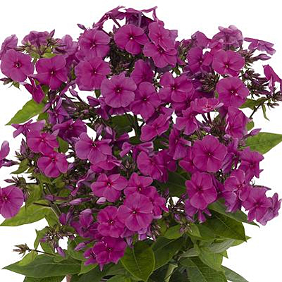 Phlox p. 'Volcano Plum'
