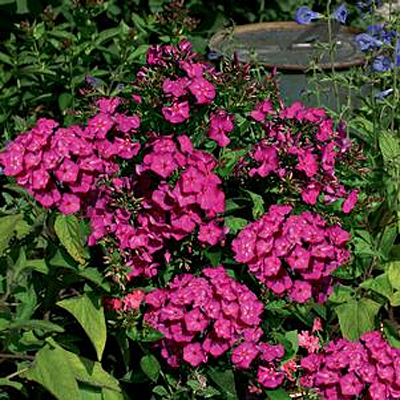 Phlox p. 'Volcano Ruby'