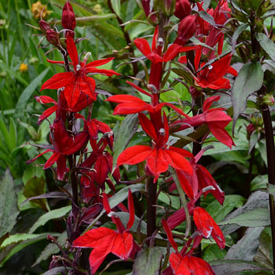 Lobelia x 'Vulcan Red'