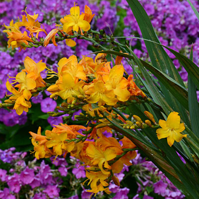 Crocosmia 'Walberton Yellow'