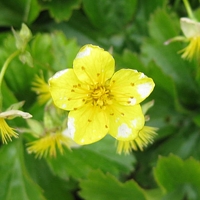 Waldsteinia fragarioides