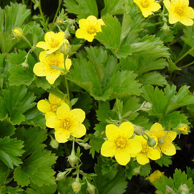 Waldsteinia ternata