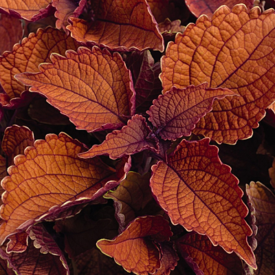Coleus 'Main Street Wall Street'