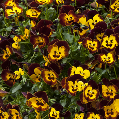 Pansy 'Cool Wave Fire'