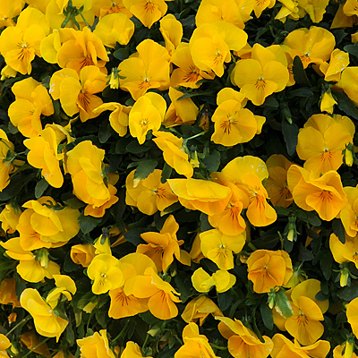 Pansy 'Cool Wave Golden Yellow'
