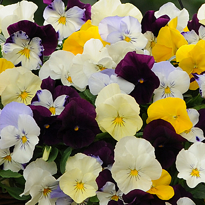 Pansy 'Cool Wave Mix'