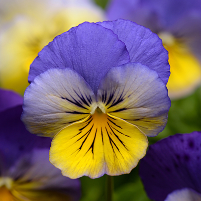 Pansy 'Cool Wave Morpho'