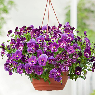 Pansy 'Cool Wave Raspberry'