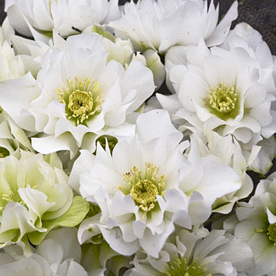 Helleborus x 'Wedding Bells'