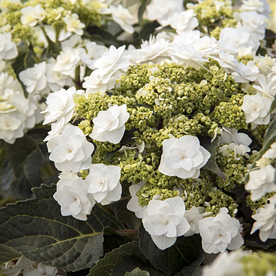 Hydrangea m. 'Wedding Gown'
