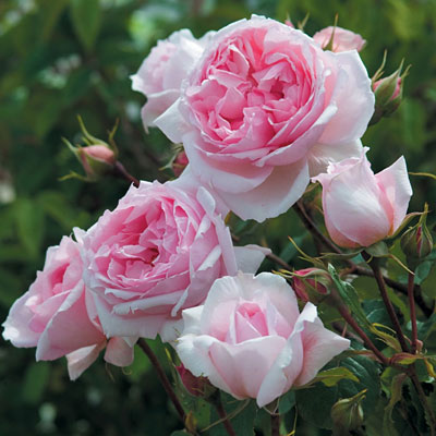 Rosa 'The Wedgewood Rose'