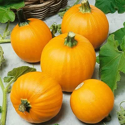 Pumpkin 'Wee-Be-Little'