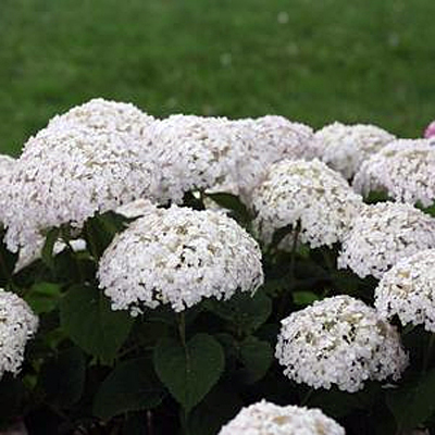 Hydrangea arb. 'Invincibelle Wee White'