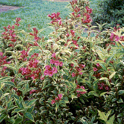 Weigela f. 'French Lace'