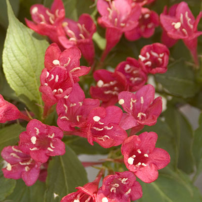Weigela f. 'Red Prince'