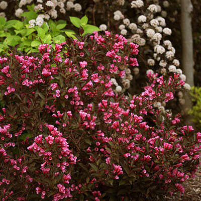 Weigela f. 'Wine & Roses'