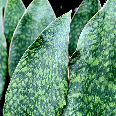Sansevieria 'Whale Fin'