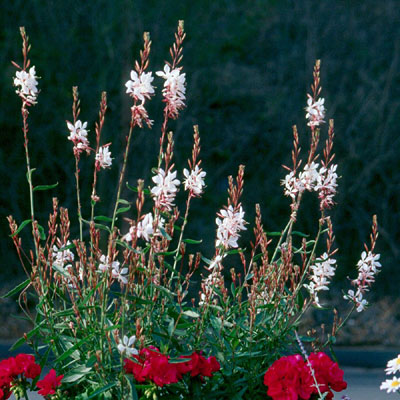 Gaura l. 'Whirling Butterflies'