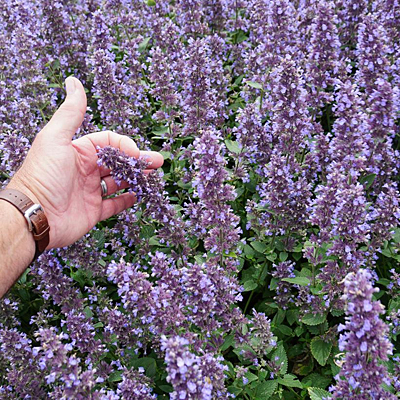 Nepeta x f. 'Whispurr Blue'