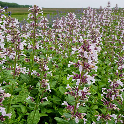 Nepeta x f. 'Whispurr Pink'