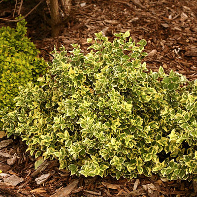 Euonymus f. 'White Album'