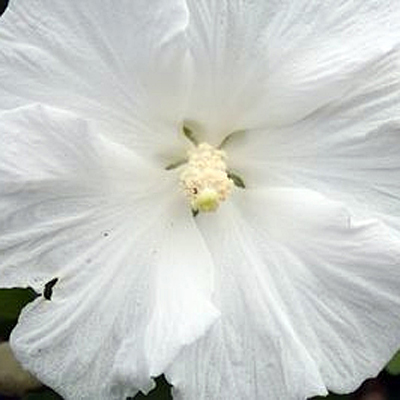 Hibiscus s. 'White Angel'