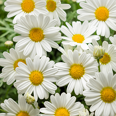 Argyranthemum 'White Butterfly'