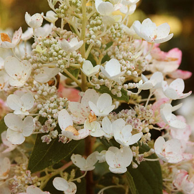 Hydrangea p. 'White Diamonds'