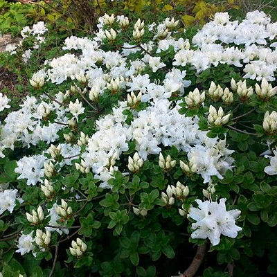 Azalea x y. p. 'White Form'