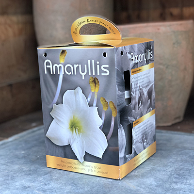 Amaryllis 'White' Gift Kit