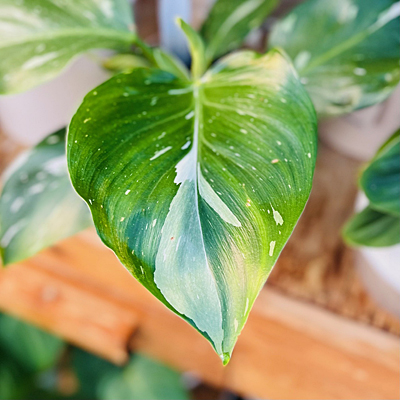 Philodendron 'White Knight'