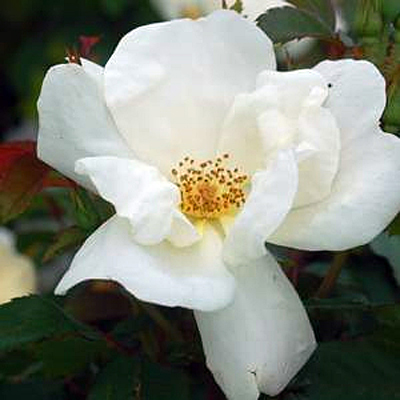Rosa 'White Knock Out'