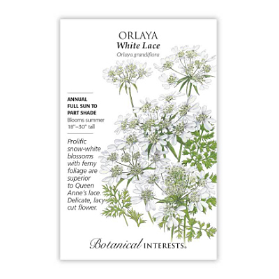 Seeds - BI Orlaya White Lace