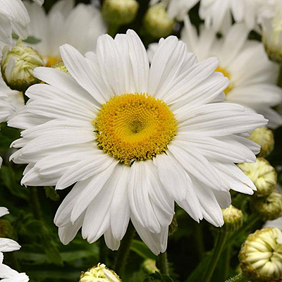 Leucanthemum x s. 'White Magic'