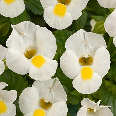Torenia 'White Moon'