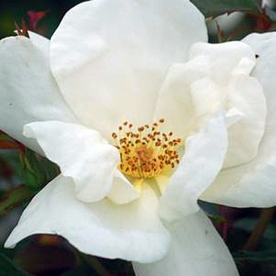 Rosa 'White Out'