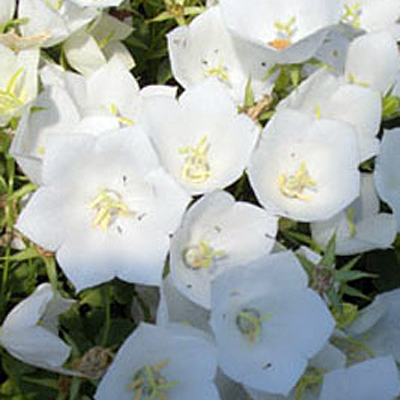 Campanula c. 'White Pearl'