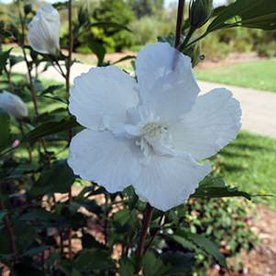 Hibiscus s. 'White Pillar'