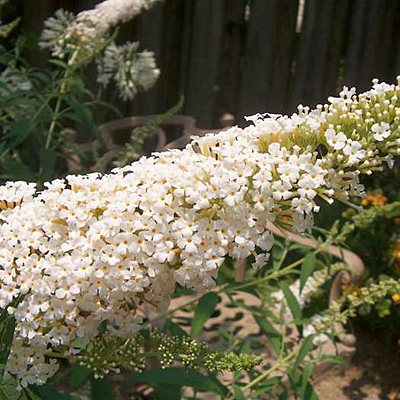 Buddleia d. 'White Profusion'