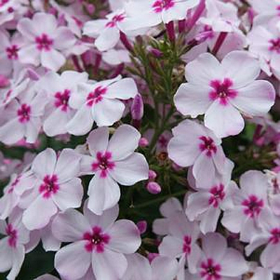 Phlox p. 'Volcano White with Rose Eye'