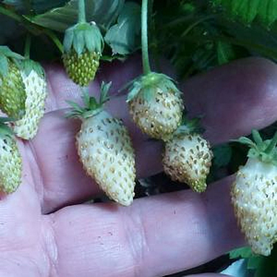 Fragaria v. 'White Soul'