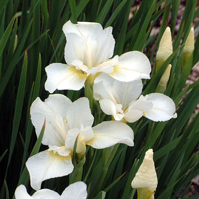 Iris s. 'White Swirl'