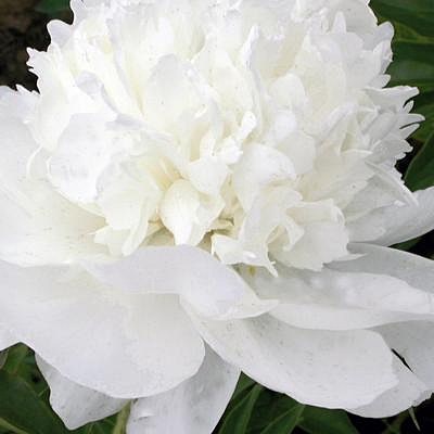 Paeonia l. 'White Towers'